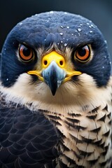 Naklejka premium A close-up view of a bird of prey's face, with sharp eyes and feathers