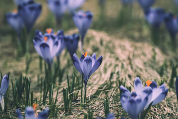 Spring crocus flowers, Easter background