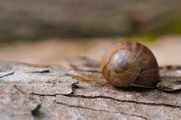 Nahaufnahme eines Schneckenhauses einer Weinbergschnecke  auf einem Baumstamm