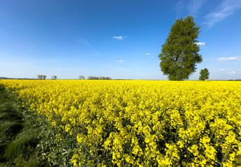 Single tree in a vibrant yellow rapeseed field in Poland