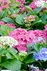 Flower field of Hydrangea. Pink, blue, lilac, violet, purple flower blooming in spring and summer. 