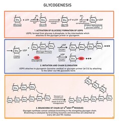 Glycogenesis- synthesis of glycogen from glucose
