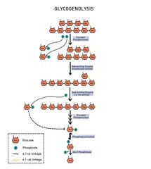 Glycogenolysis- breakdown of glycogen

