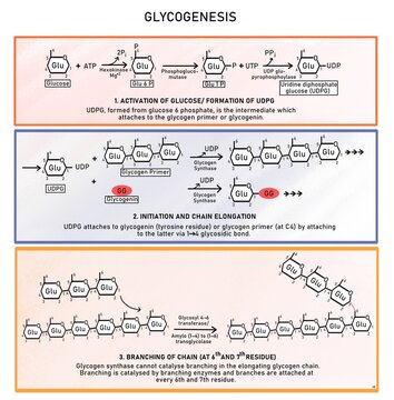 Glycogenesis- synthesis of glycogen from glucose
