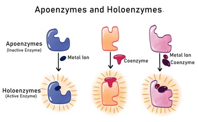 Apoenzyme and holoenzyme
