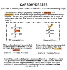 Introduction to carbohydrates
