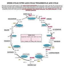 Krebs Cycle/ Citric Acid Cycle/ Tricarboxylic Acid Cycle (TCA cycle) is a loop of reactions that takes place in the matrix of the mitochondria of eukaryotic cells.