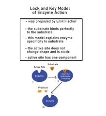 Lock and Key model was given by Fischer who said that enzymes have rigid nature and only bind to substrates that have complementary shape to the active enzyme.
