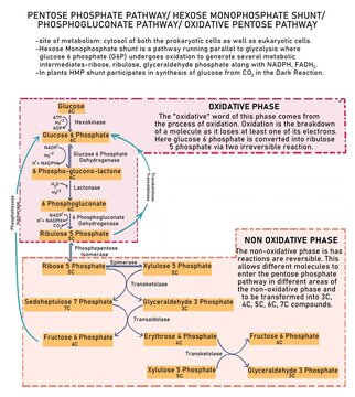 Pentose Phosphate Pathway/ Hexose Monophosphate Shunt/ Oxidative Pentose Pathway is another 'route' followed by glucose other than glycolysis. 