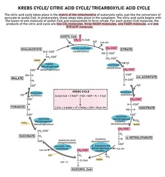 Krebs Cycle/ Citric Acid Cycle/ Tricarboxylic Acid Cycle (TCA cycle) is a loop of reactions that takes place in the matrix of the mitochondria of eukaryotic cells.