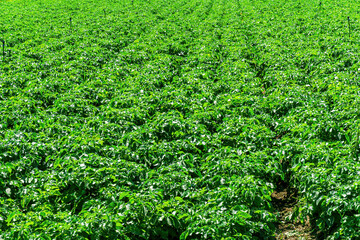 green plantation of vegetable growth with rows of plants on a beautiful farm. farming food and meal gardening concept