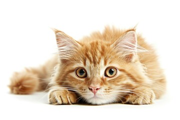 Obraz premium A relaxed orange cat lying down on a clean white surface