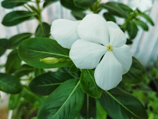 Obraz premium Hand holding a white Madagascar periwinkle flowers 