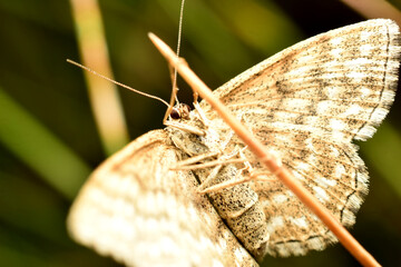 Scopula immorata, the Lewes wave, is a moth of the family Geometridae.