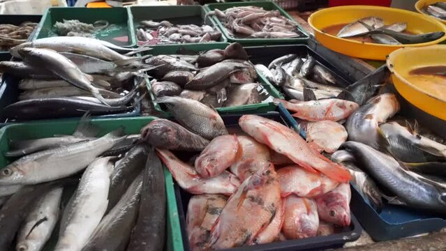 Colorful choice of fish at a market. Various fresh fish and seafood. Top down view on multiple rows of various raw freshly caught fish on ice for sale in Kudus, Central Java, Indonesia.