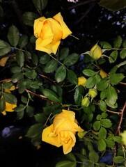 Yellow rose with green leaves on a dark background