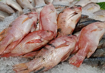 fresh fish on the market. Fresh seafood, raw fish on ice cubes and banana leave on open Display Freezers Chiller.
various fresh raw fish on display in an open chiller showcase.