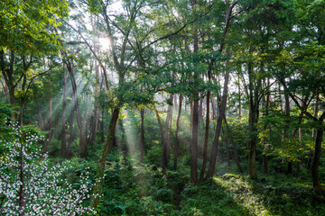 지리산 소나무숲