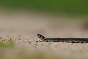 A grass snake sunning itself on a sandy path