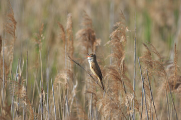 A small singing bird against the background of reeds