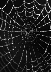 Fototapeta premium Close-up of dew drops on a spider web, showcasing nature's intricacy. 