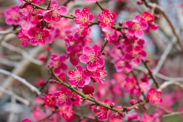 홍매화 붉은매화 꽃