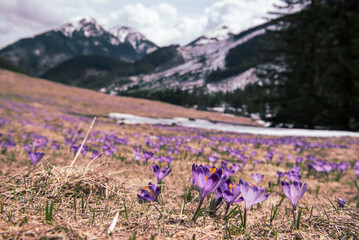 Dolina Chocholowska with blossoming purple crocuses or saffron flowers,Tatra mountains, Poland. © Roxana