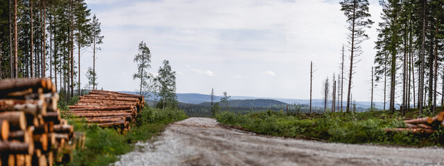 Panoramic View of Swedish Forest in Dalarna with Stacked Timber Along Gravel Road, Copy Space, Shallow Depth of Field