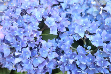 キレイなアジサイ