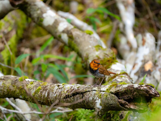 森の中で倒木の上に留まっているコマドリの雄