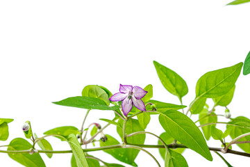 Blooming Bird's eye chili pepper. Urban farming concept, plant grows on the windowsill. Hot flavors