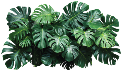 Lush green monstera leaves forming a natural pattern, ideal for nature, botanical, and tropical-themed isolated on transparent background