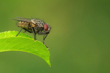 Nahaufnahme einer Fliege welche sich auf einem Blatt niedergelassen hat