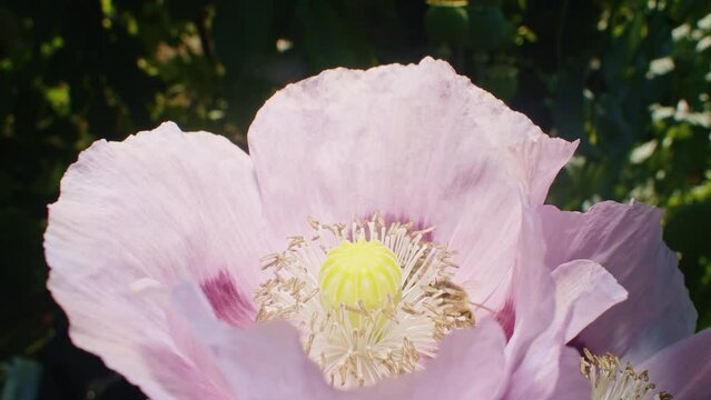 Honey bee pollinating a pink poppy flower in a garden. Close-up shot. Nature and wildlife concept.