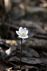 변산바람꽃 야생화 봄꽃