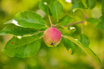 Detailaufnahme eines Apfel auf einem Baum