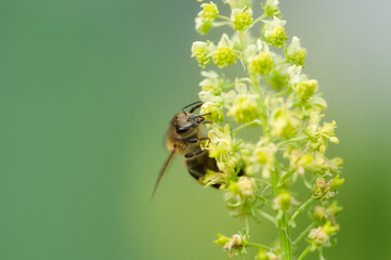 Nahaufnahme einer Honigbiene beim Pollen sammeln auf einer Bl&uuml;te
