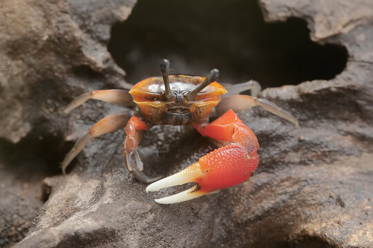 A fiddler crab is hunting for prey in a rotting tree trunk stranded in a coastal estuary. This animal has the scientific name Uca sp.