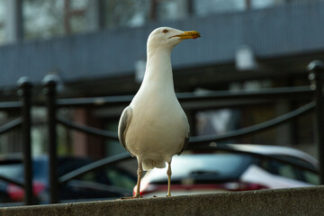 Mewa w centrum miasta © Magdalena