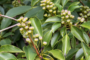 Obraz premium HOJAS VERDES. FRUTO. ÁRBOL DE LA RUEDA. DETALLE. TROCHODENDRON.