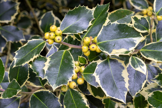 RAMA CON HOJAS Y BAYAS TIERNAS. HOJAS VERDES CON RIBETE AMARILLO. ILEX AQUIFOLIUM.