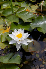 NEN&Uacute;FARES EN EL AGUA.. NINFE&Aacute;CEA.
