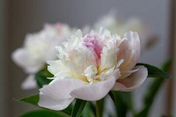 White and pink peonies