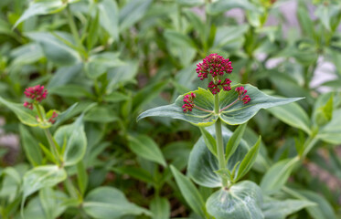 FLORES ROJAS.