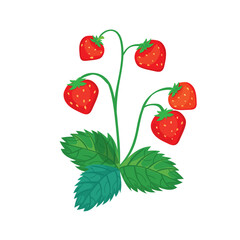 Botanic illustration of wild strawberry bush isolated