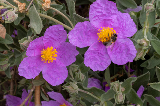 FLORES DE JARA BLANCA. CISTUS ALBIDUS.