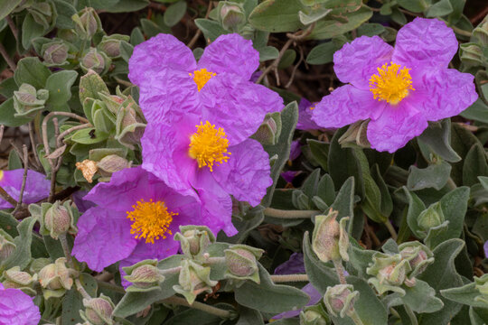 FLORES DE JARA BLANCA. CISTUS ALBIDUS.