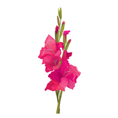 Botanic illustration of beautiful red gladiolus flowers