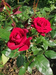 three roses