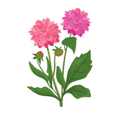 Botanic illustration of beautiful large peonies isolated